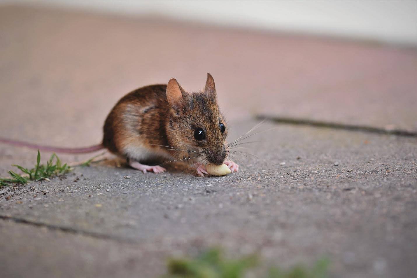 How Do Residential Pest Control Companies Handle Mouse Infestations?